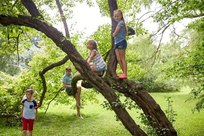 climb a tree kids experience